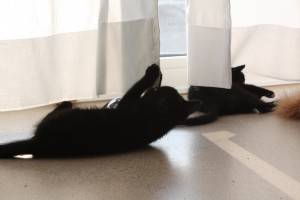 pina & pluto beim spielen