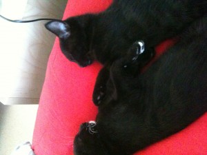 pina & pluto beim mittagsschlaf