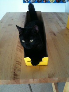 Pina im Katzenfutter-Karton