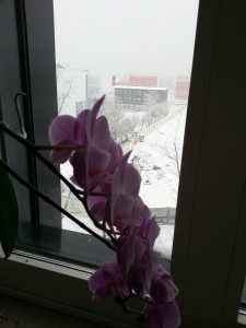 orchidee im schnee