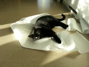 Pina und das Haushaltspapier