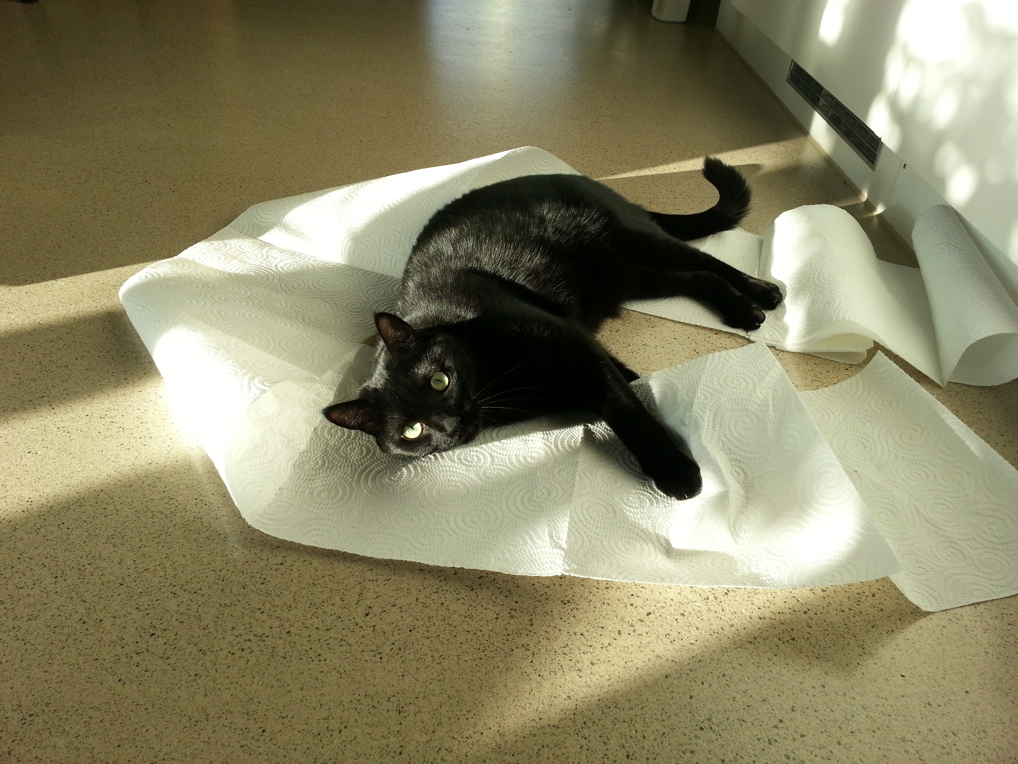 Pina und das Haushaltspapier