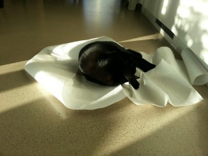 Pina und das Haushaltspapier 2