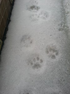 footprints