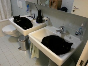 pina und pluto im lavabo